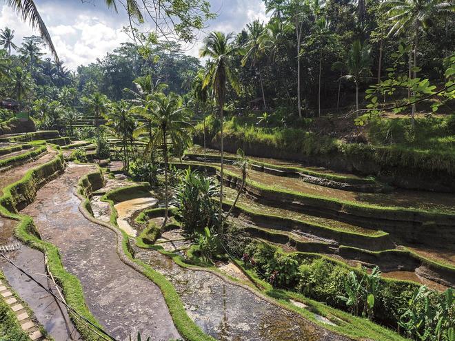 Terrazas de arroz de Tegalalang.