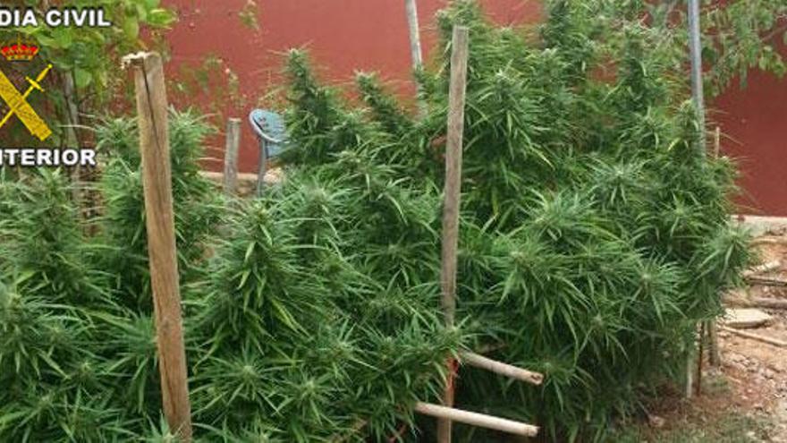 Plantación de marihuana intervenida en una finca de Llucmajor.