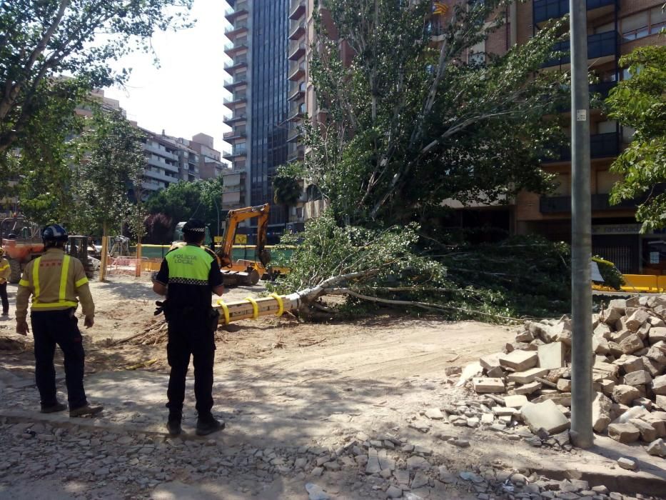 Cauen dos arbres a la Bonavista