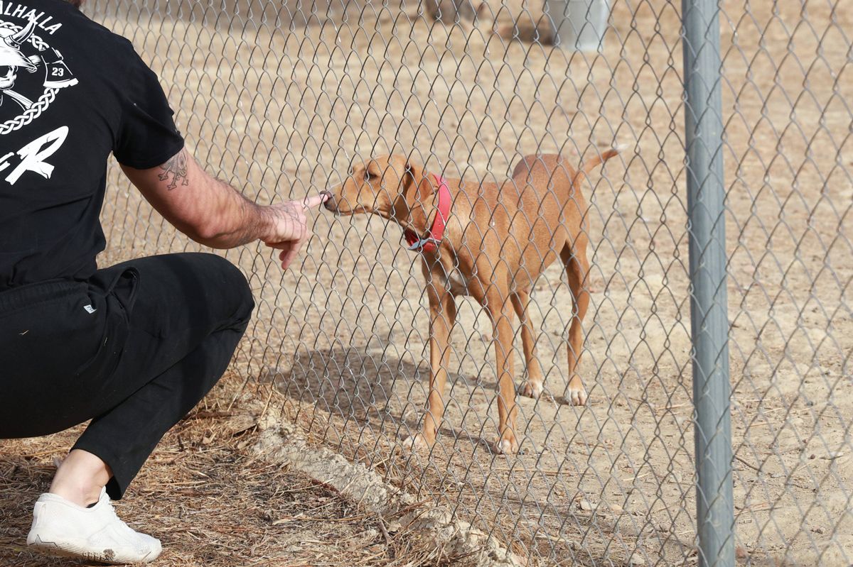 Fotogalería | Así es el nuevo albergue para animales de Cáceres