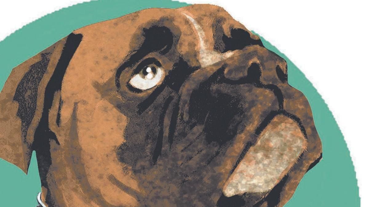 Primera sentència a Espanya amb la llei de benestar animal per no allunyar un gos de la seva cuidadora Primera sentència a Espanya amb la llei de benestar animal per no allunyar un gos de la seva cuidadora