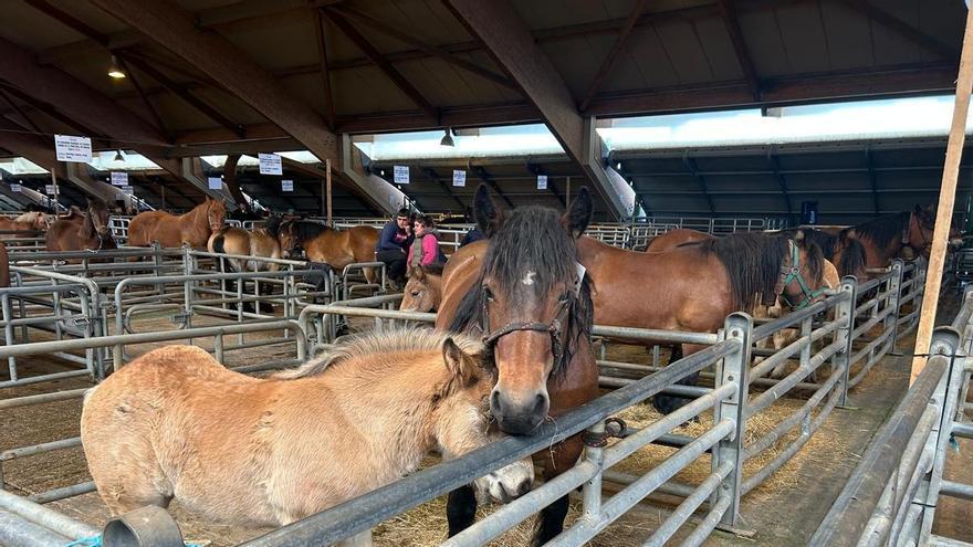 EN IMÁGENES:  Concurso de Ganado Equino de la Montaña Asturiana en Pola de Siero