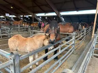 EN IMÁGENES:  Concurso de Ganado Equino de la Montaña Asturiana en Pola de Siero