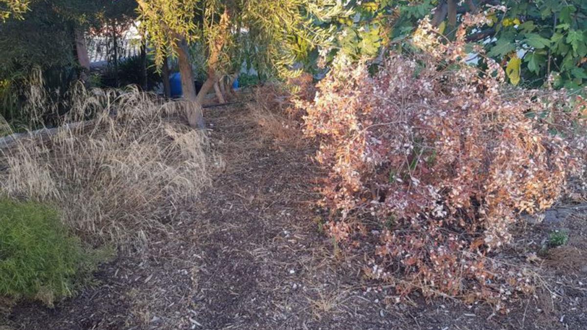 Palmera muerta en la ronda. | LEVANTE-EMV