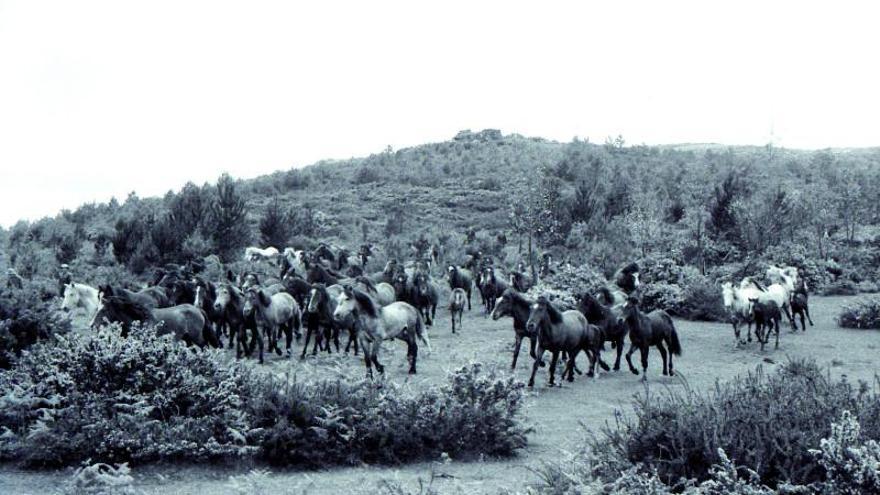 Reunión de las manadas para la &quot;baixa&quot;. |   // FOTOS ANTIGUAS ESTRADA