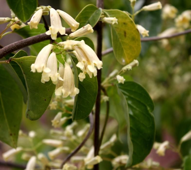 MARZO. La 'Pandorea pandorana' se encuentra en la rocalla de plantas mediterráneas.