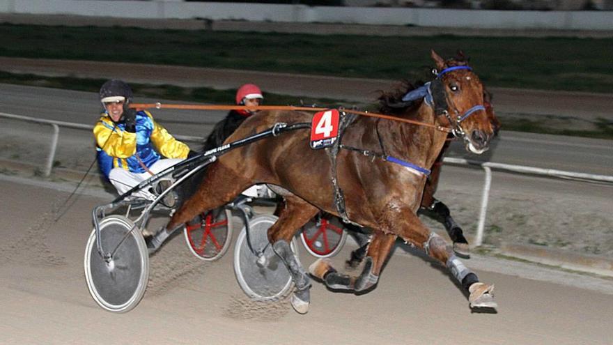 Jaume Fluxá celebra una de las victorias conquistadas en el Hipòdrom de Manacor con el caballo francés Vipiteno.