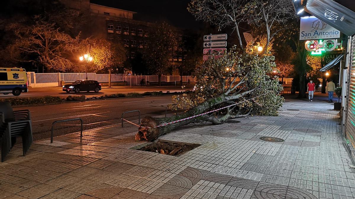 Árbol tendido sobre la acera en Gran Vía.