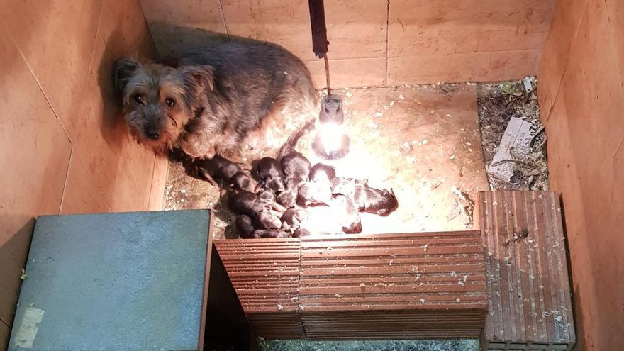 Hallan 24 cachorros de perro hacinados en un bajo de la Ciudad Fallera