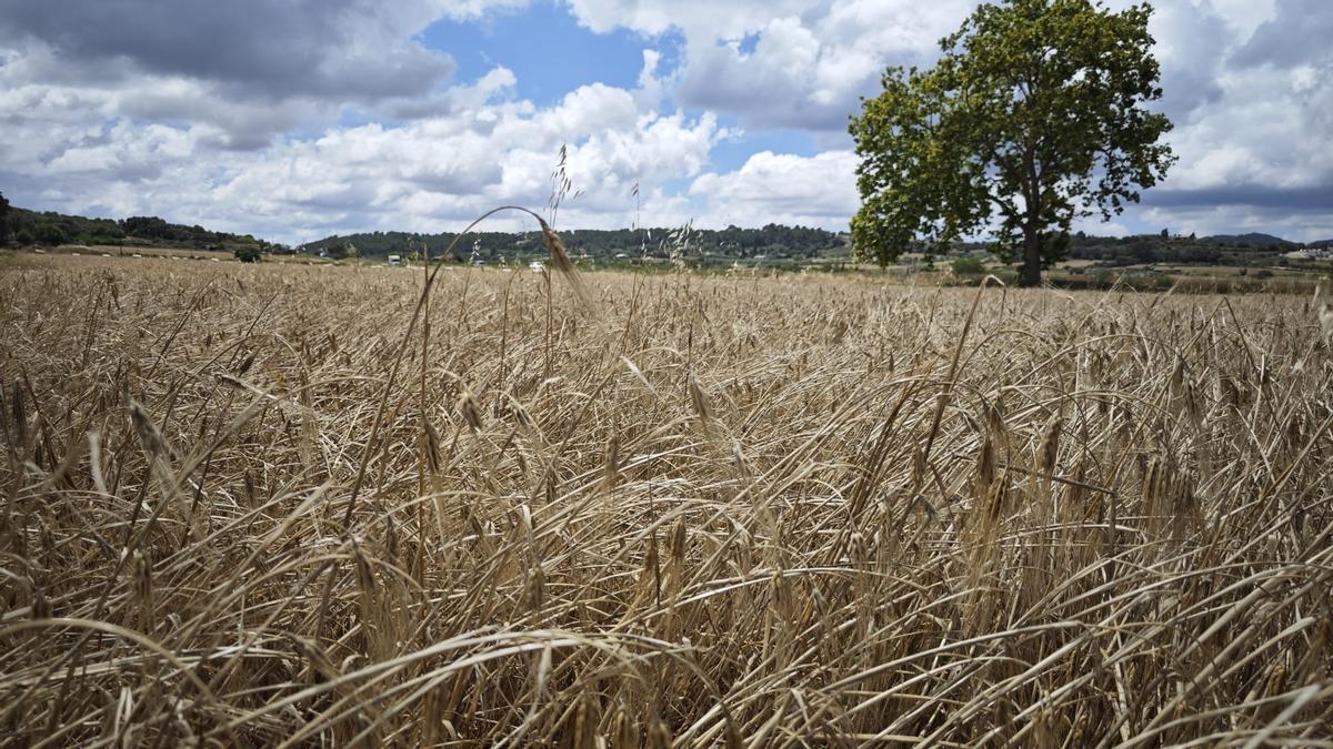 Las lluvias ralentizan la recolecta de albaricoques  y causan daños a los cereales