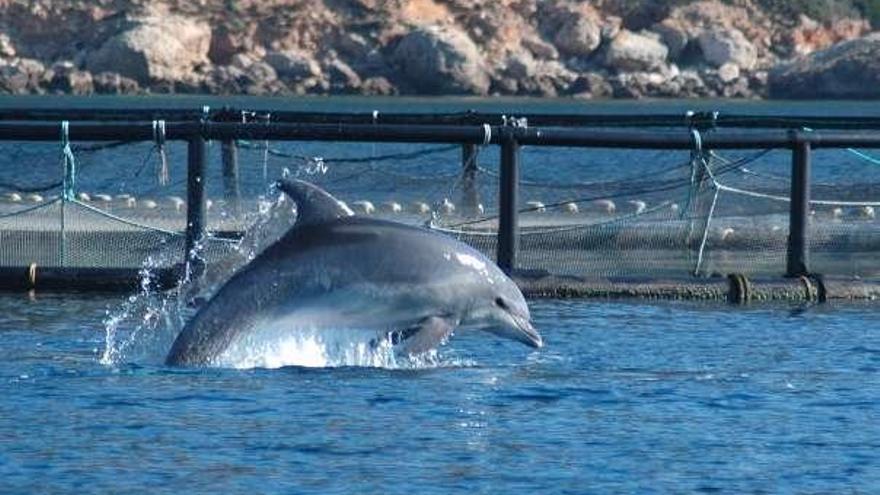 Un estudio científico constata la adaptación inteligente de los delfines ante la acuicultura