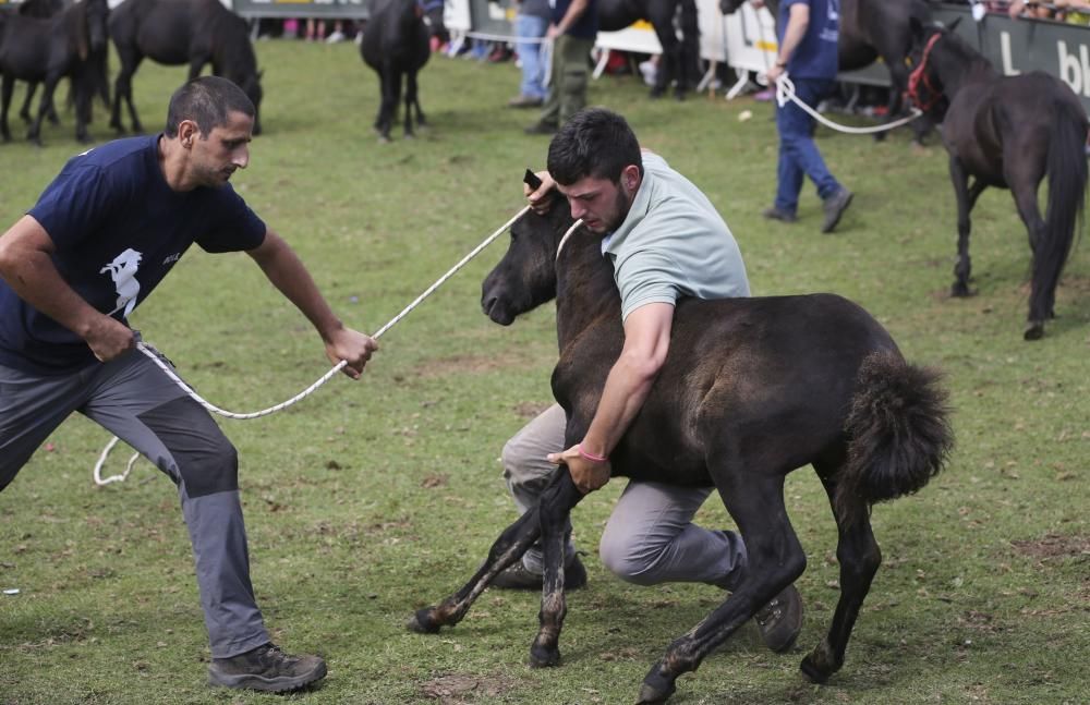 Fiesta del Asturcón en El Sueve