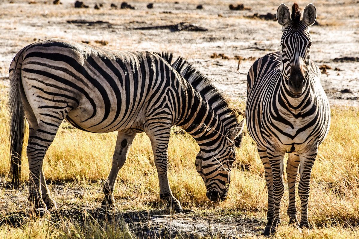 Cebras del Parque Nacional Hwange