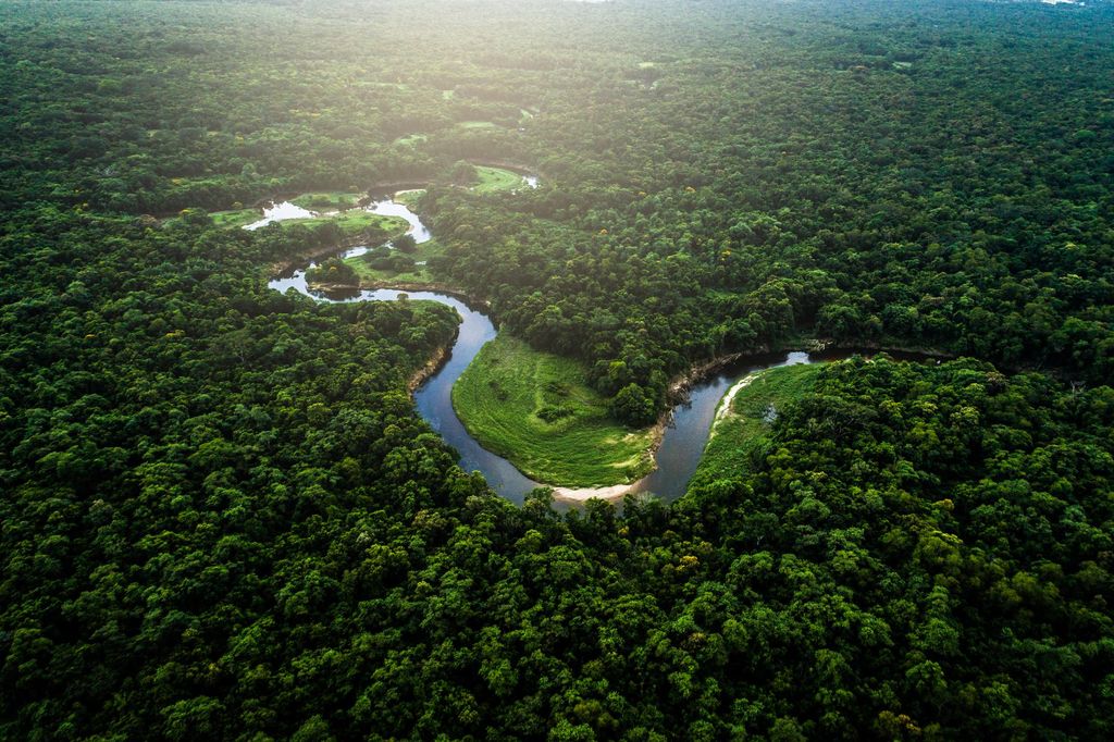 Selva tropical y meandros literarios