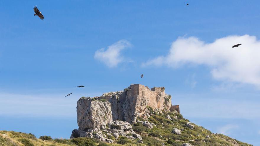 Kostenlose Führungen auf Tramuntana-Finca Ternelles geplant