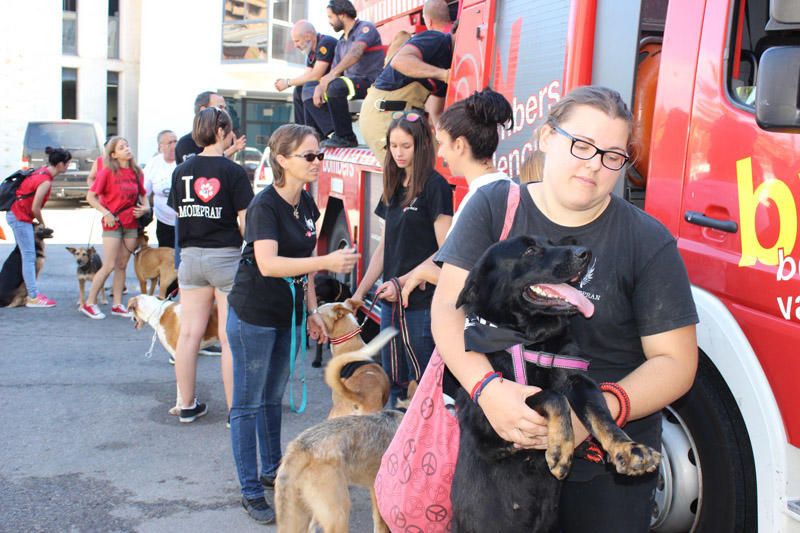 Los Bomberos de Valencia, con la adopción de mascotas