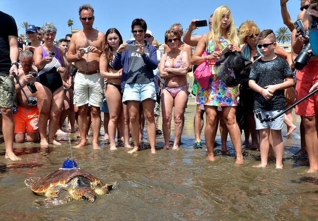 18/03/2016 PLAYA DEL INGLES, SAN BARTOLOME DE TIRAJANA. Suelta de tortugas bobas en Playa del Ingles. Foto: SANTI BLANCO