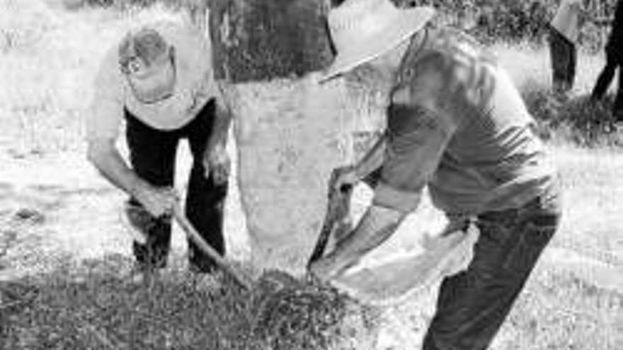 Cuadrillas extremeñas trabajan en la saca del corcho salmantino