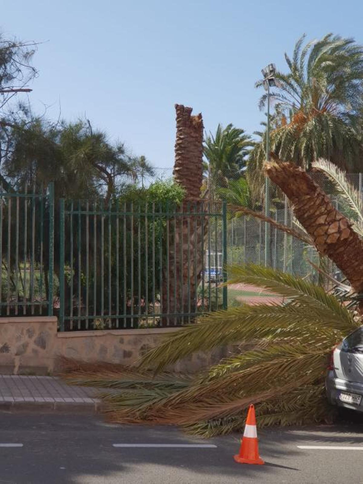 Cae una palmera en Lomo Apolinario