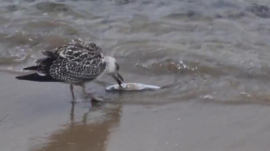 Varios peces globo siguen apareciendo varados en la orilla de Las Canteras y El Confital