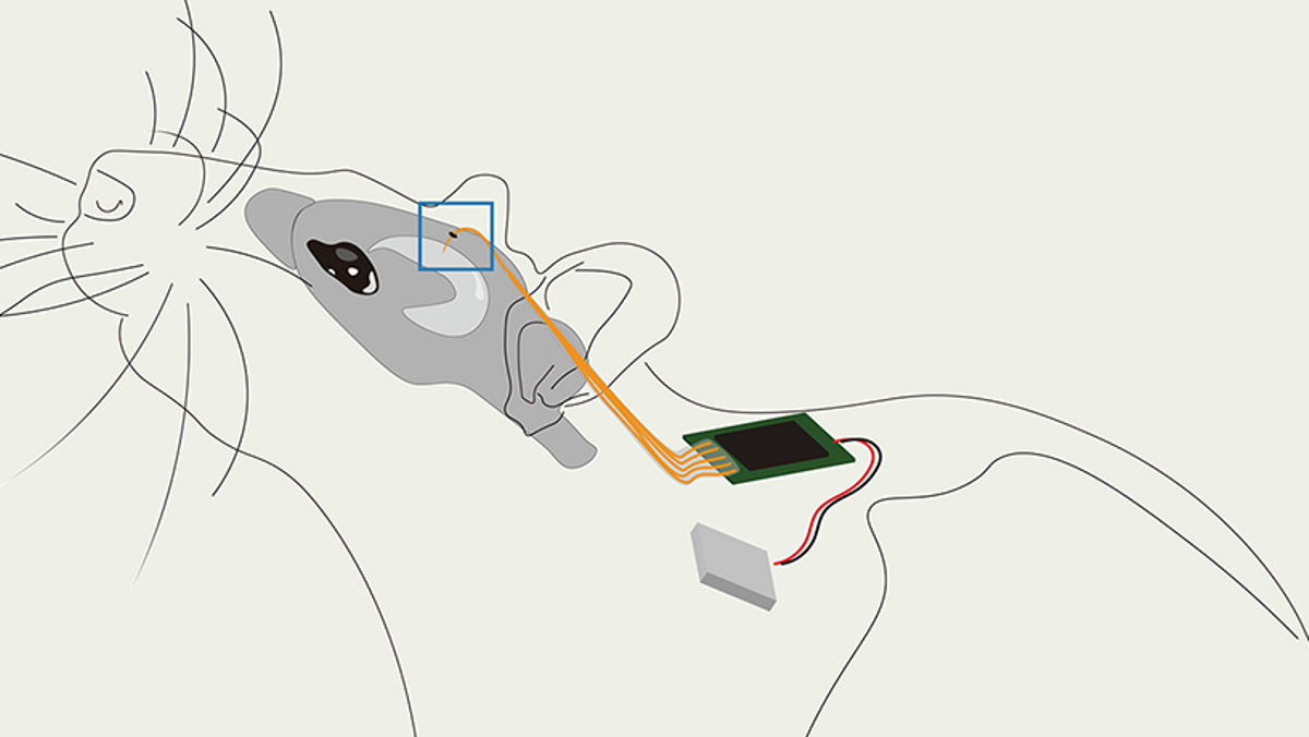 Un nuevo sistema neuroelectrónico lee y modifica circuitos cerebrales