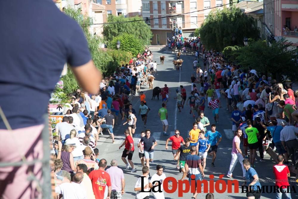 Suelta de toros en Moratalla