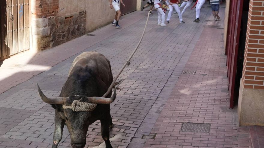 GALERÍA | El Toro Enmaromado de Benavente, en la Calle Matadero y Pasaje de las Guindas