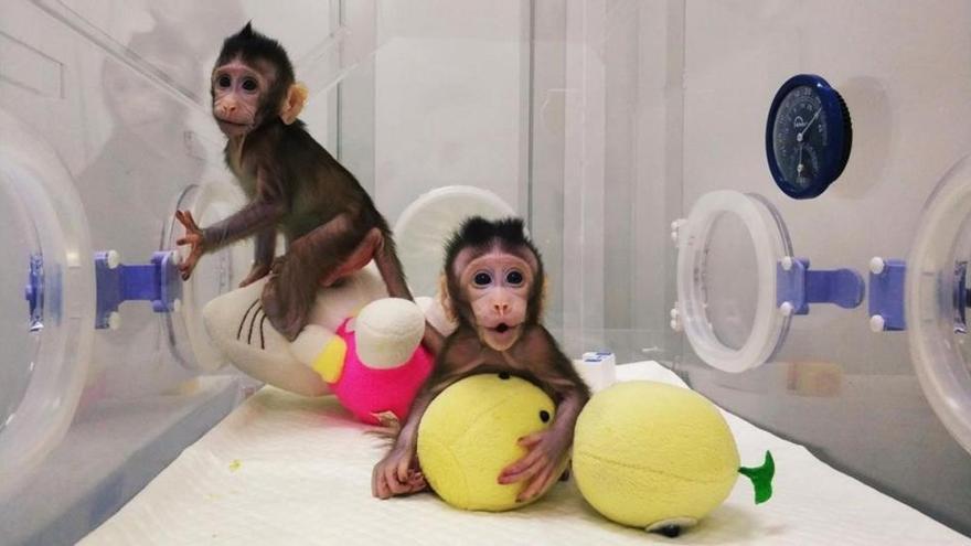 Primera clonación de dos primates con la misma técnica de la oveja &#039;Dolly&#039;