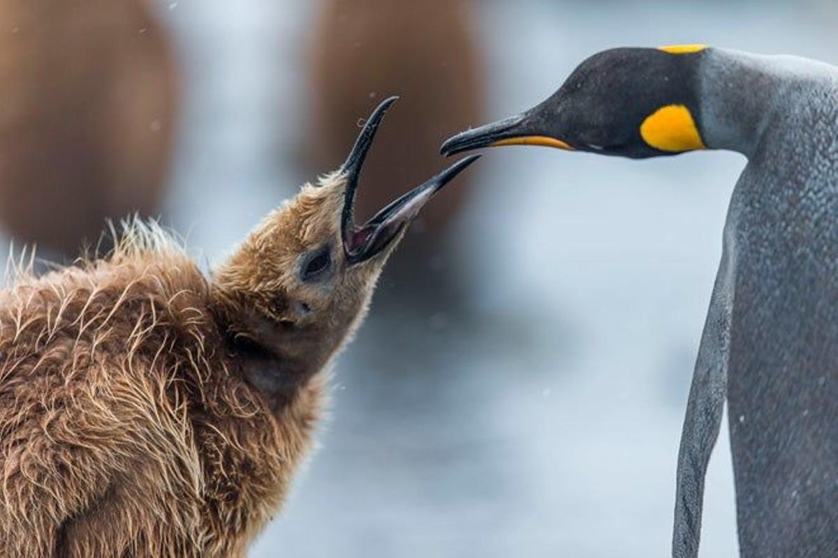 Pingüino rey alimentando a su cría en las Islas Georgias del Sur.