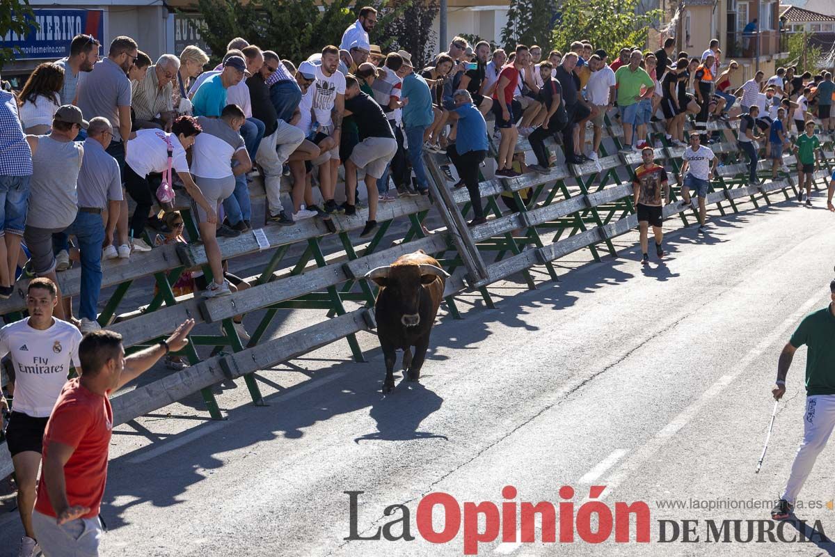 Quinto encierro de la Feria del Arroz de Calasparra