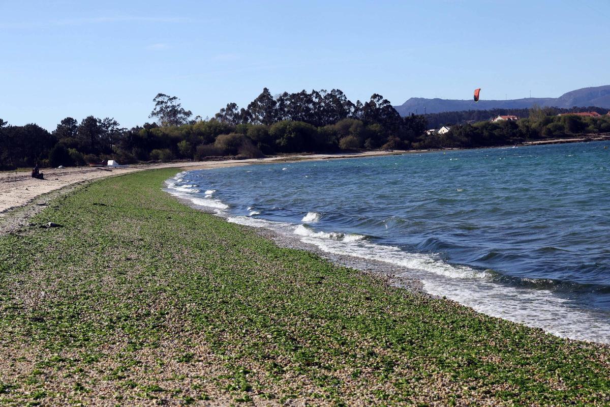 Playa de A Canteira, en A Illa, cubierta por un manto verde.