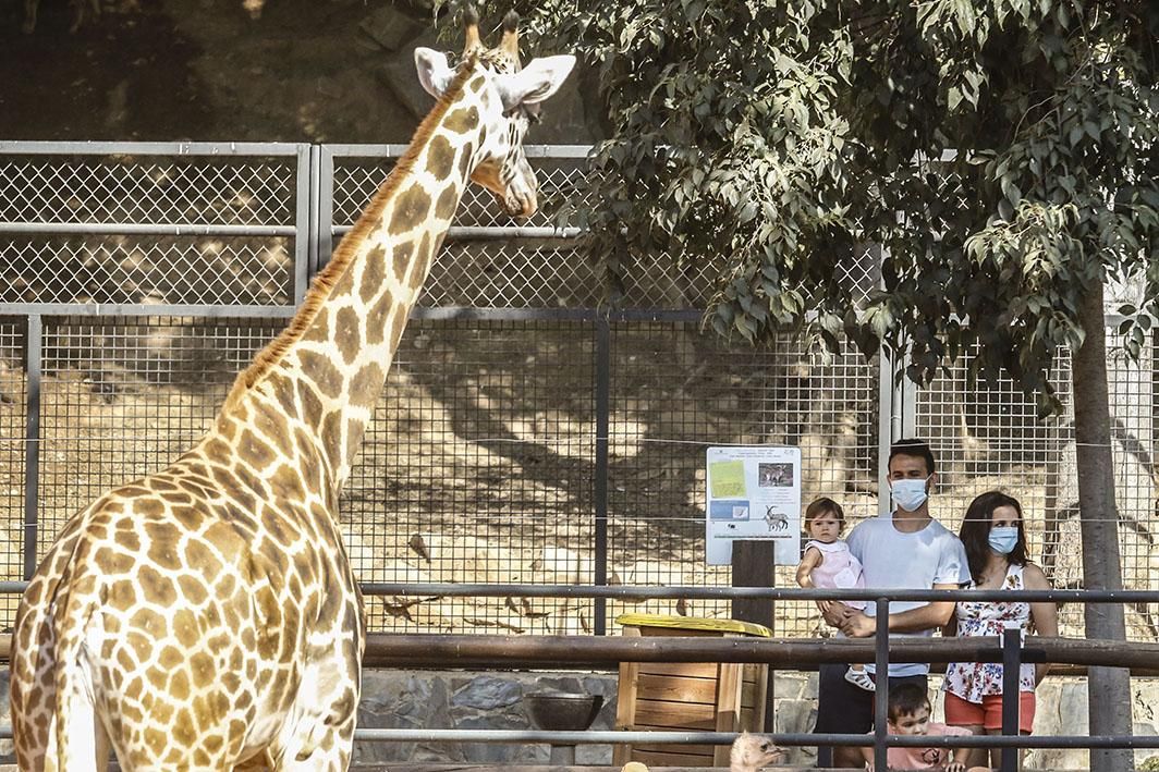 Reapertura del Zoológico tras el estado de alarma