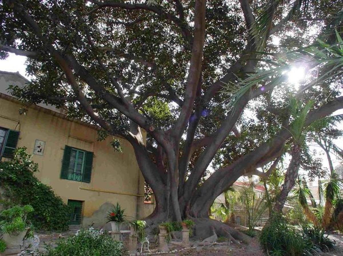 El enorme ficus del Hort de Ferraz