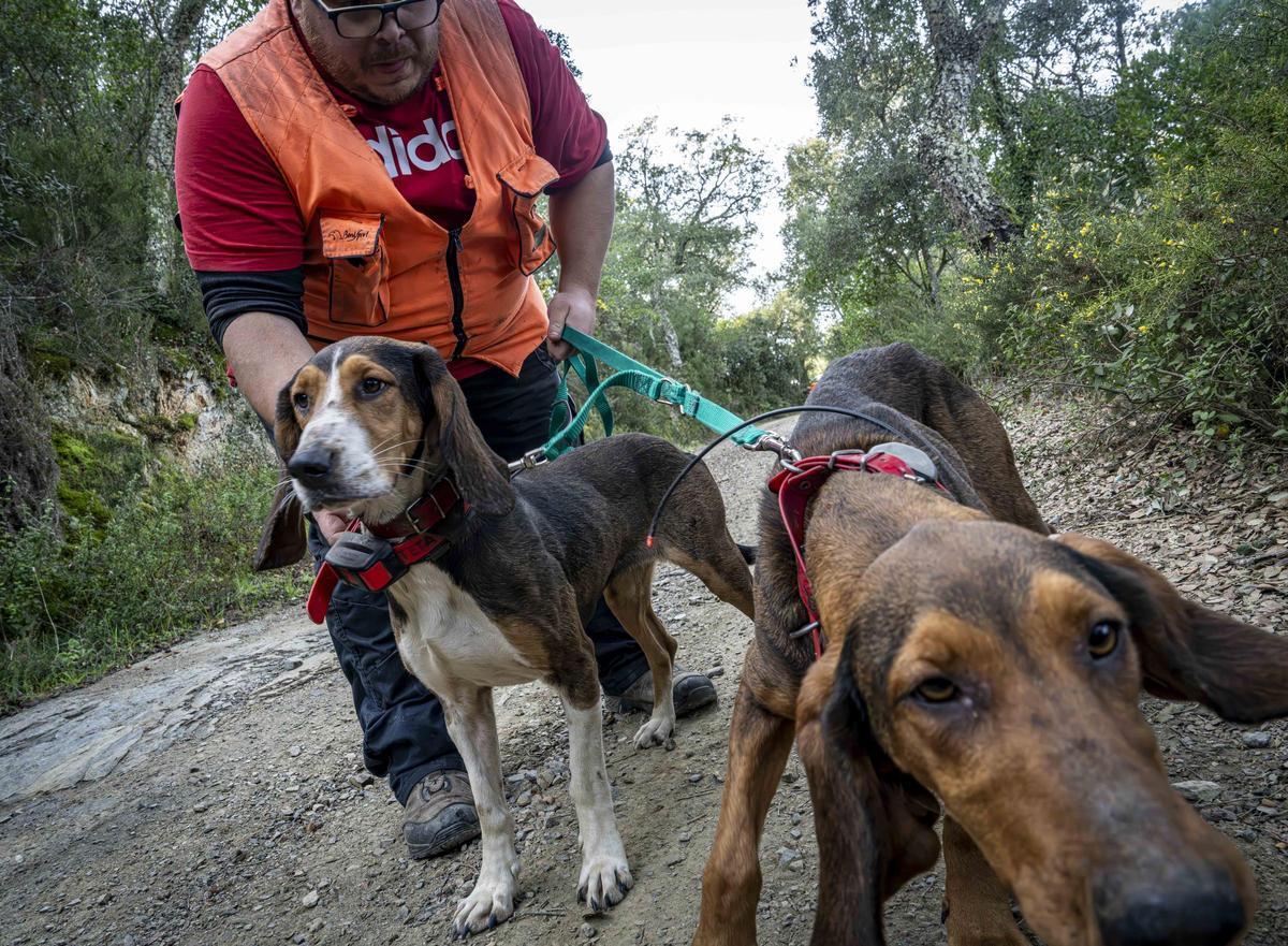 Así funciona una batida de caza en Girona: seguridad, convivencia y control del jabalí