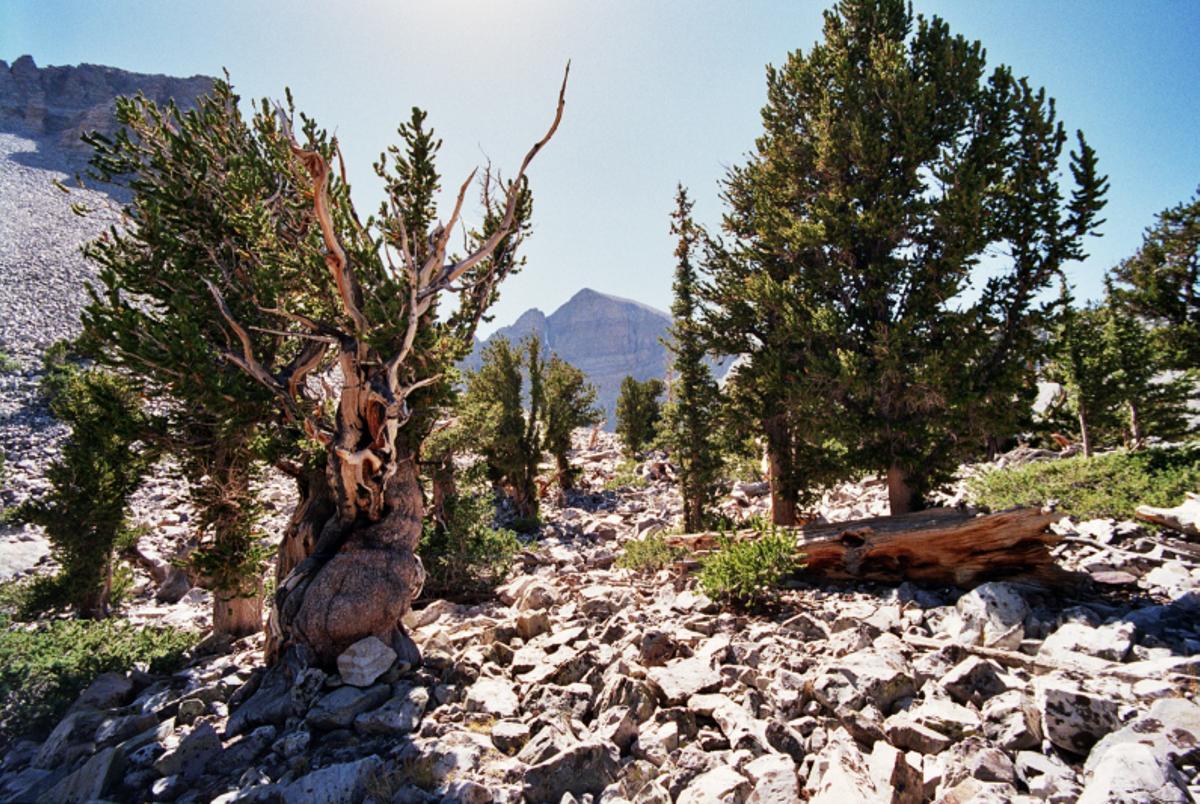 Ejemplar de 'Pinus longaeva'