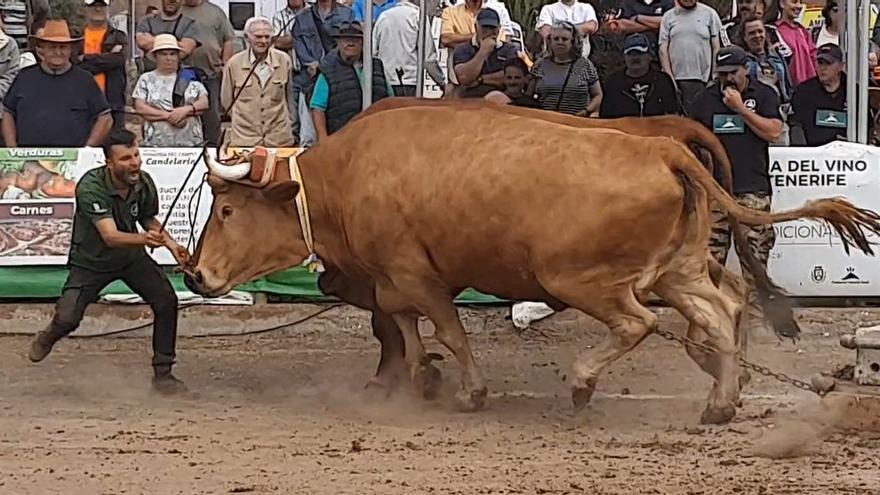 El Pacma denuncia que el arrastre de ganado supone un maltrato animal