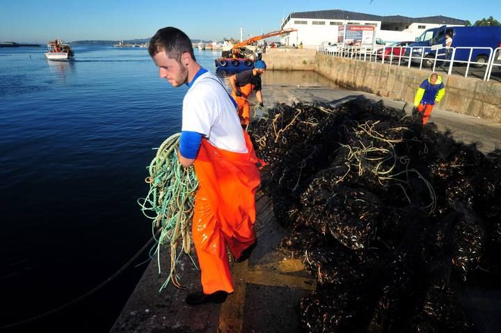 El mejillón recupera el pulso al verano y sus descargas colapsan los muelles gallegos