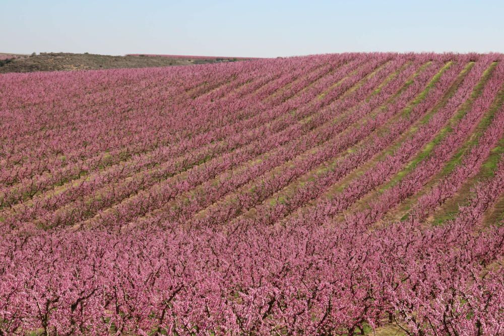 Floració dels camps a Aitona