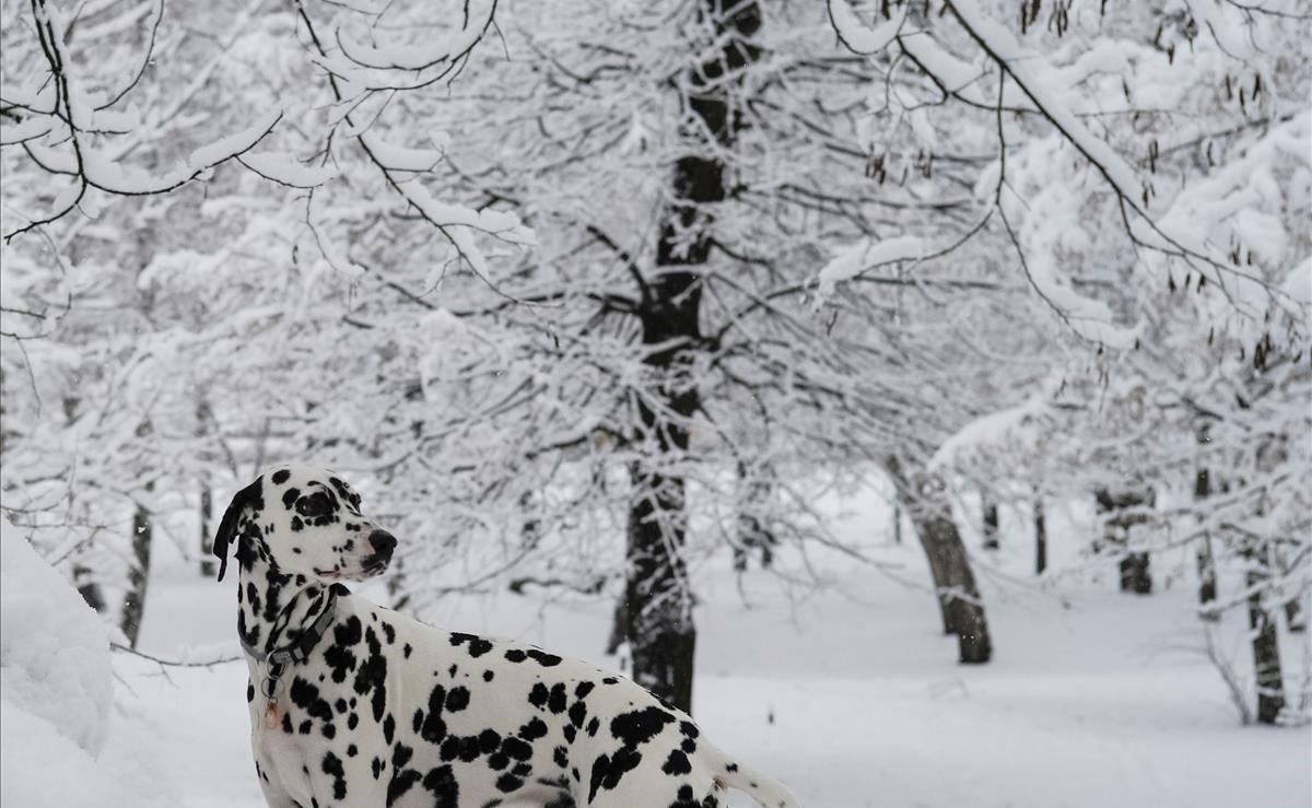 Un perro dálmata en un parque cubierto de nieve en Kiev, Ucrania.