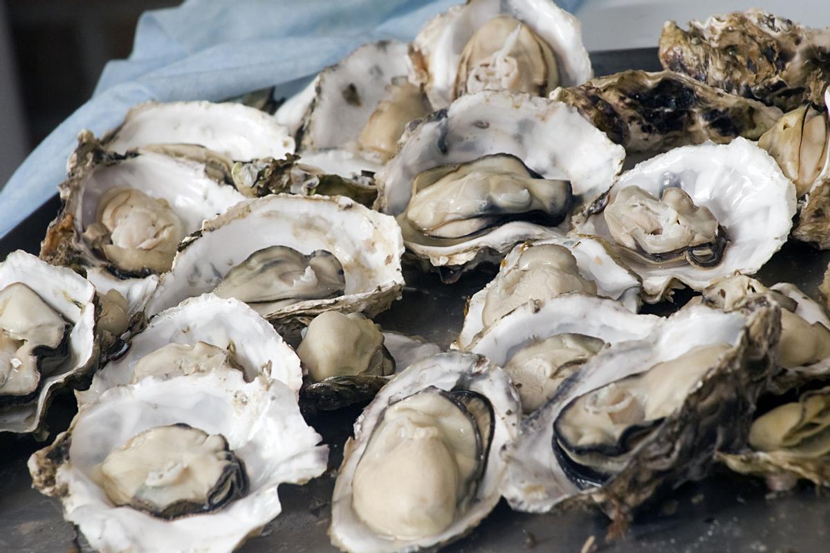 Las ostras gallegas son uno de los manjares más exquisitos