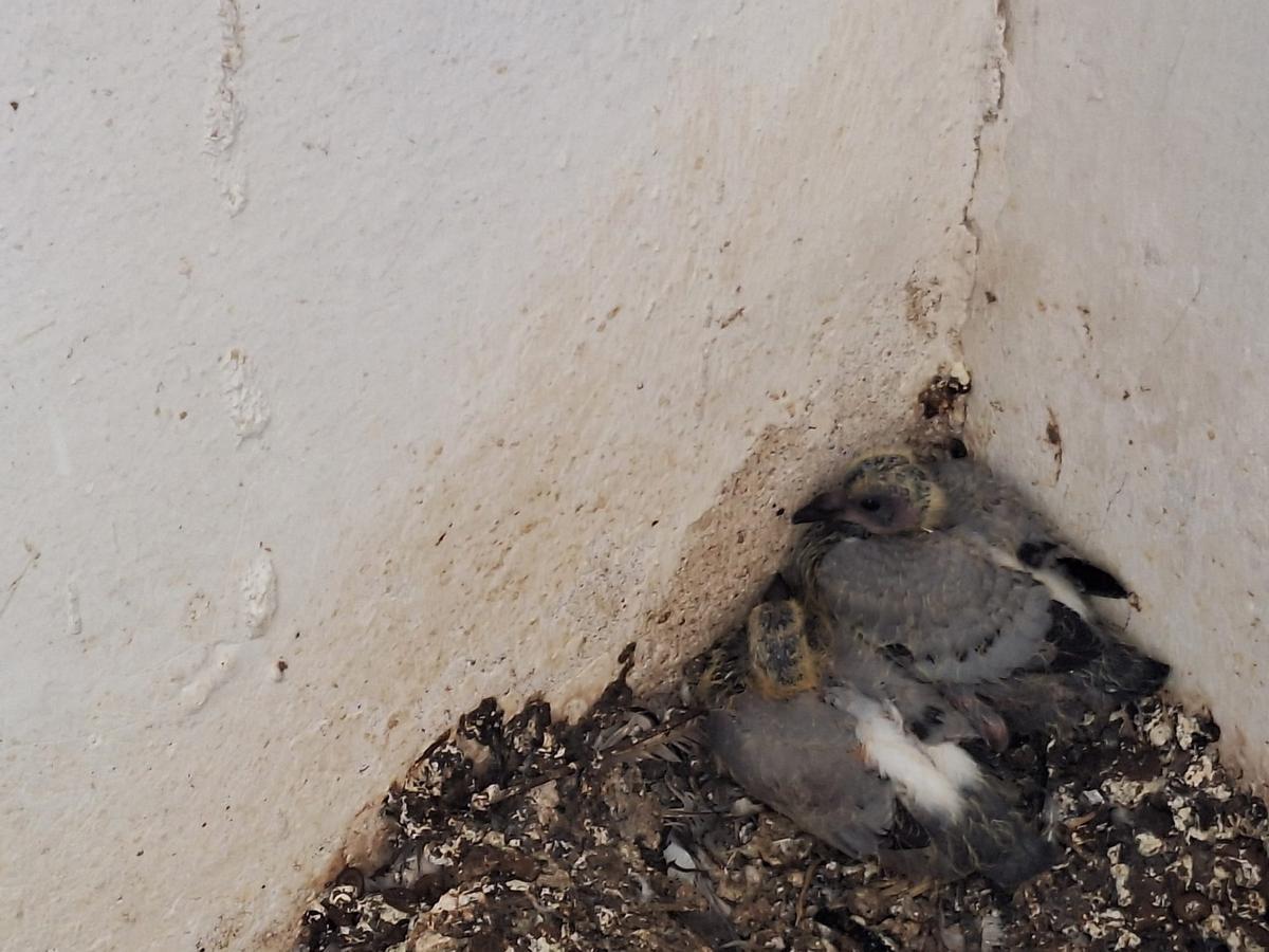Fotogalería | Los vecinos del Casco Antiguo de Badajoz se quejan de las palomas