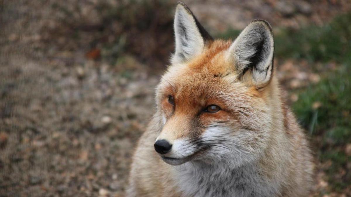 Una guineu recuperada al Zoo del Pirineu
