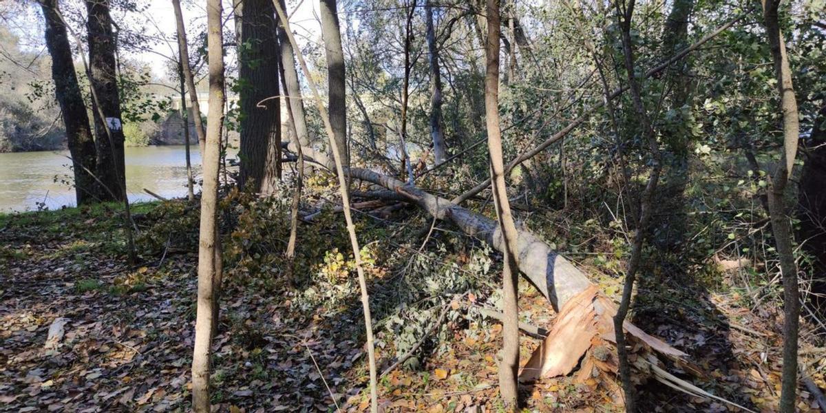 La Ruta Santibañesa del Tera en todo su esplendor tras retirada de ramas y troncos quebrados por el viento