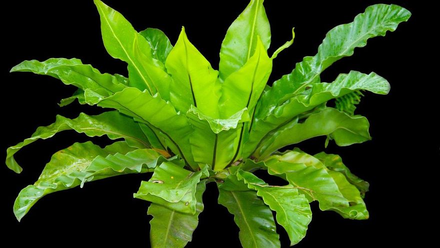 La planta tropical que parece un nido de ave: queda genial en cualquier lugar