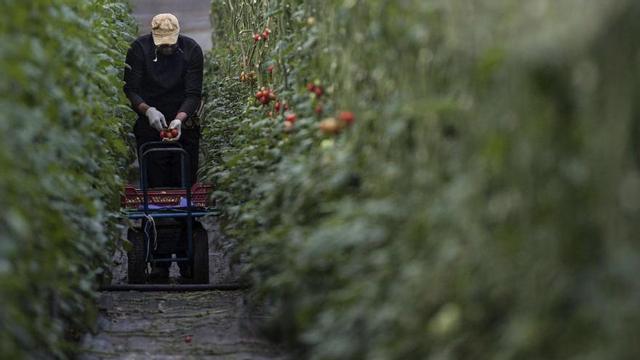 Cultivo de tomates en un invernadero de España. | EUROPA PRESS