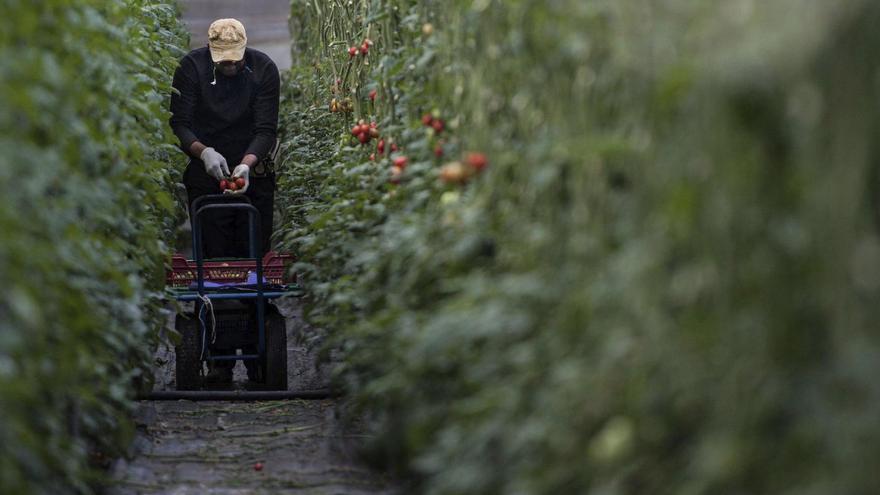 Comeremos plantas con genes editados: qué suponen las nuevas técnicas genómicas, diferentes a los transgénicos, que ha aprobado la UE