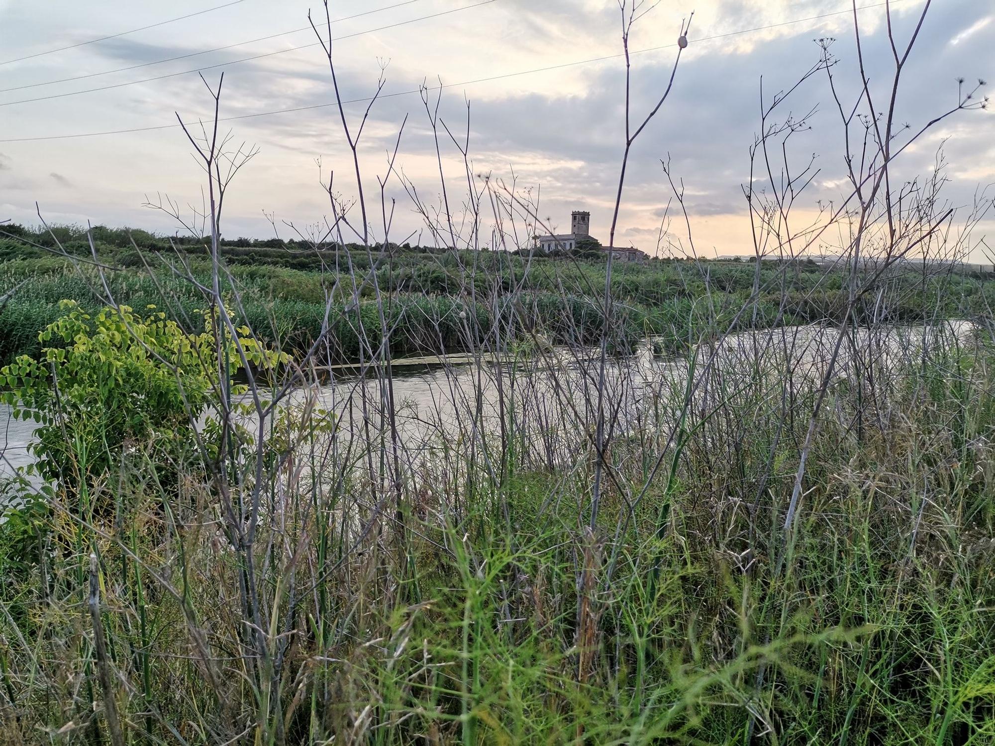 Un río Millars cada vez menos imperceptible en Almassora por la caña común