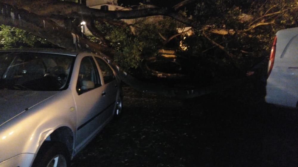 Noche intensa para los bomberos de Málaga capital, que han tenido que acudir por la caída de árboles, ramas e incluso un cable de alta tensión en La Araña.