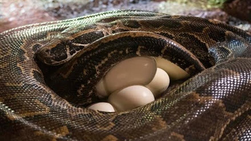 Así pone sus huevos en Bioparc la serpiente más grande de África