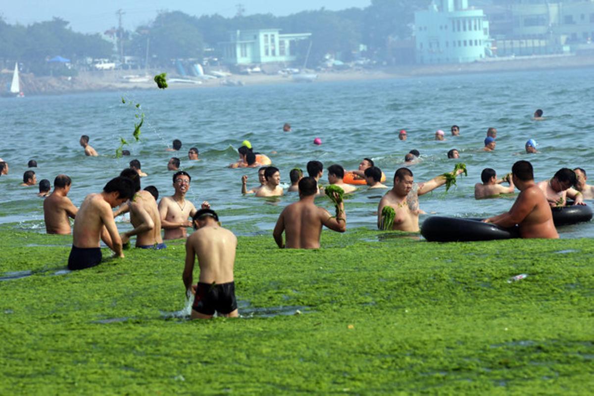 La platja entapissada de verd a Qingdao.